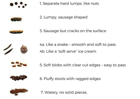 Health Begins in the Gut Health Begins in the Gut